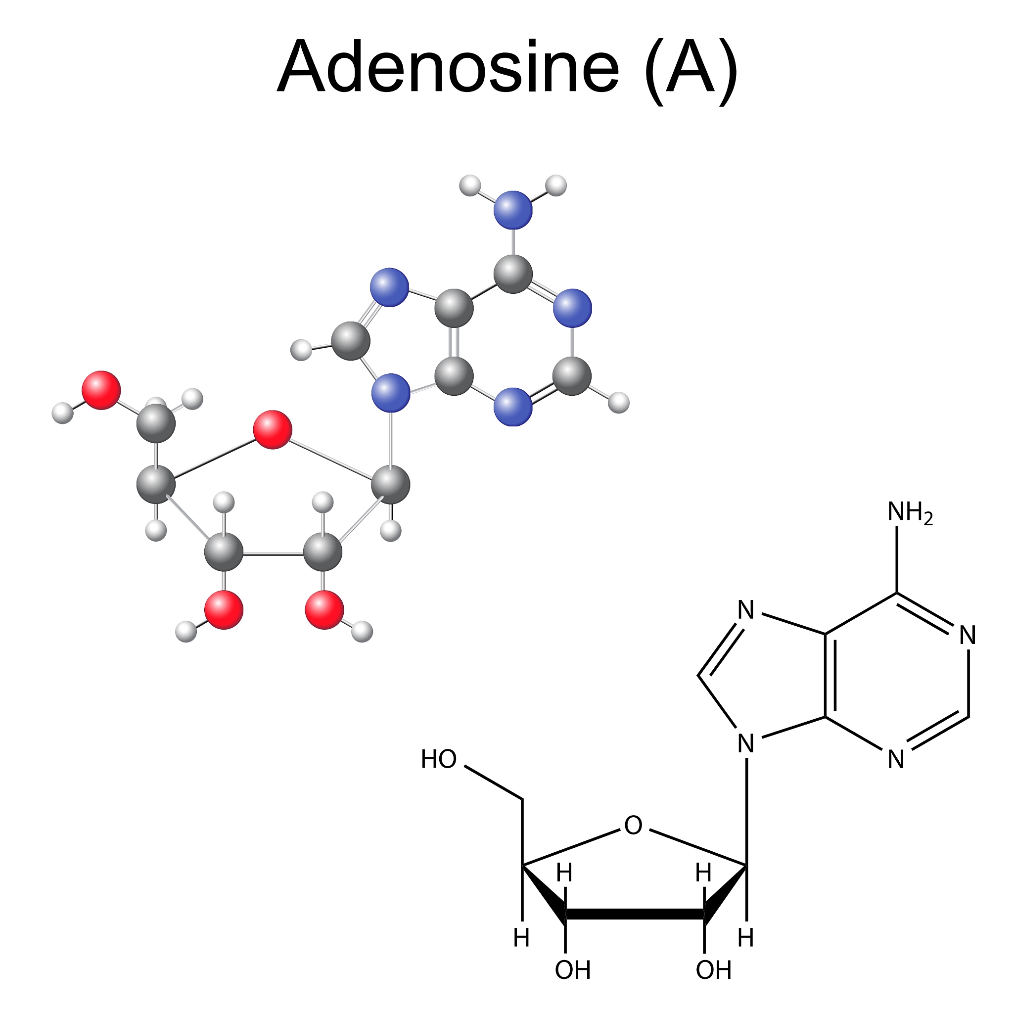 糖酵解产生多少净ATP