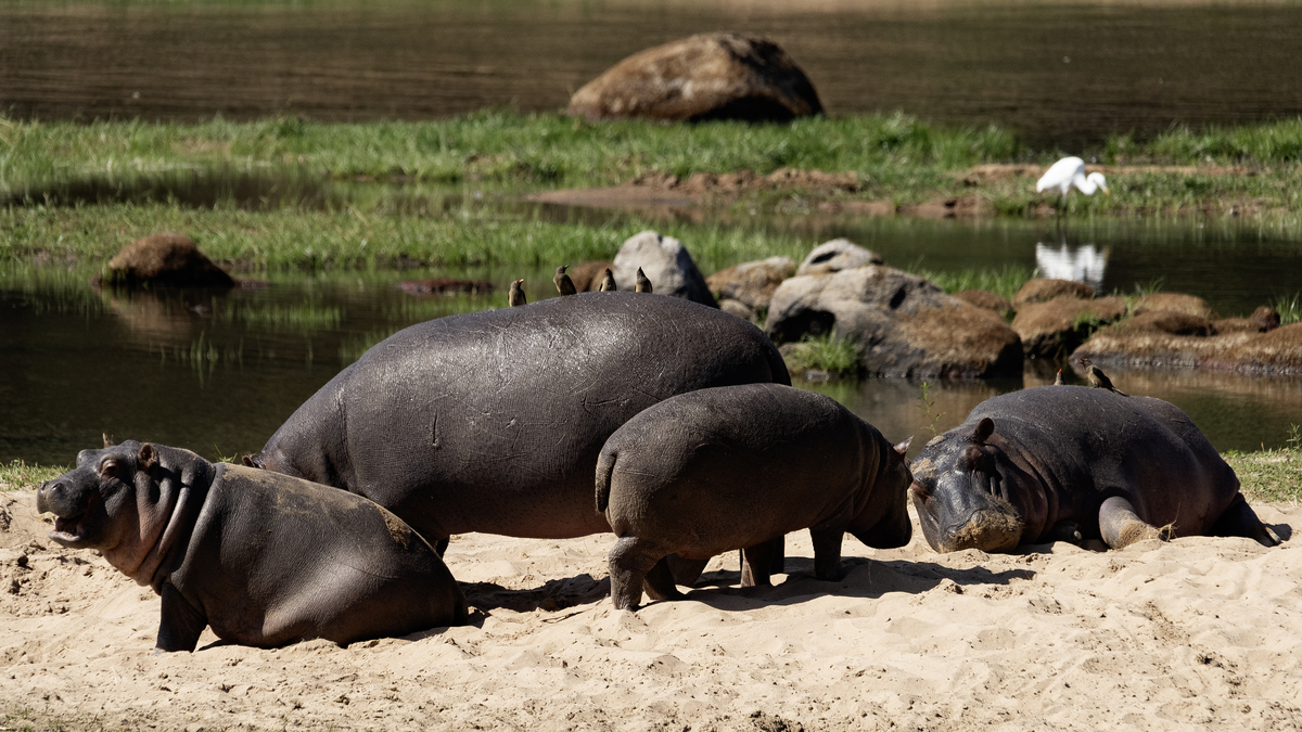 IQ15的牛河马与善良的友谊：一个关于帮助与团结的故事