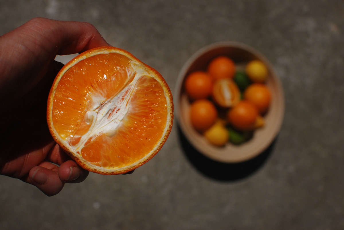 橙子的产品特点