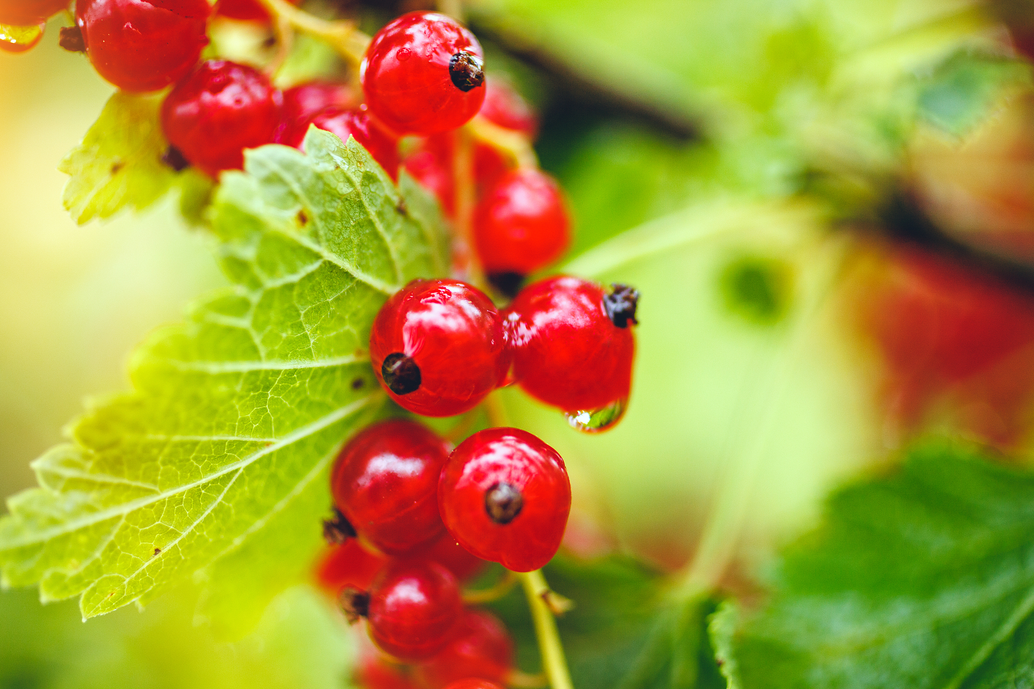 organic redcurrants