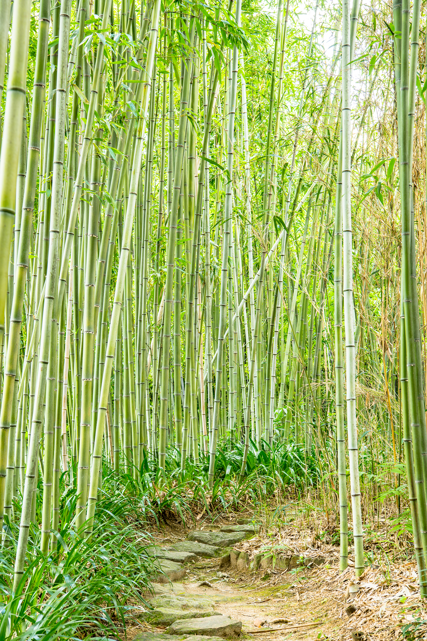 beautiful bamboo forest in kyoto