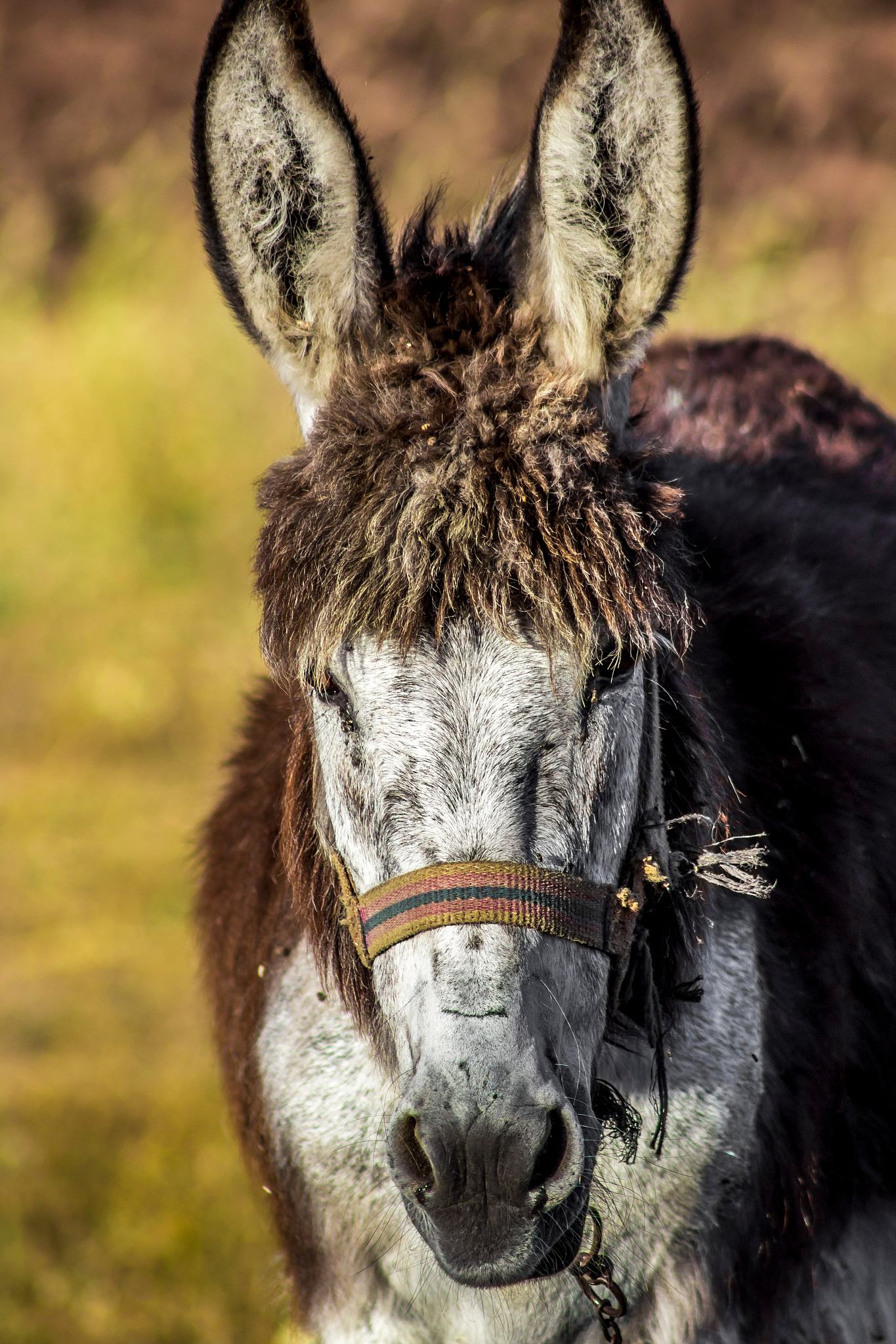 close-up of hairy donkey on field