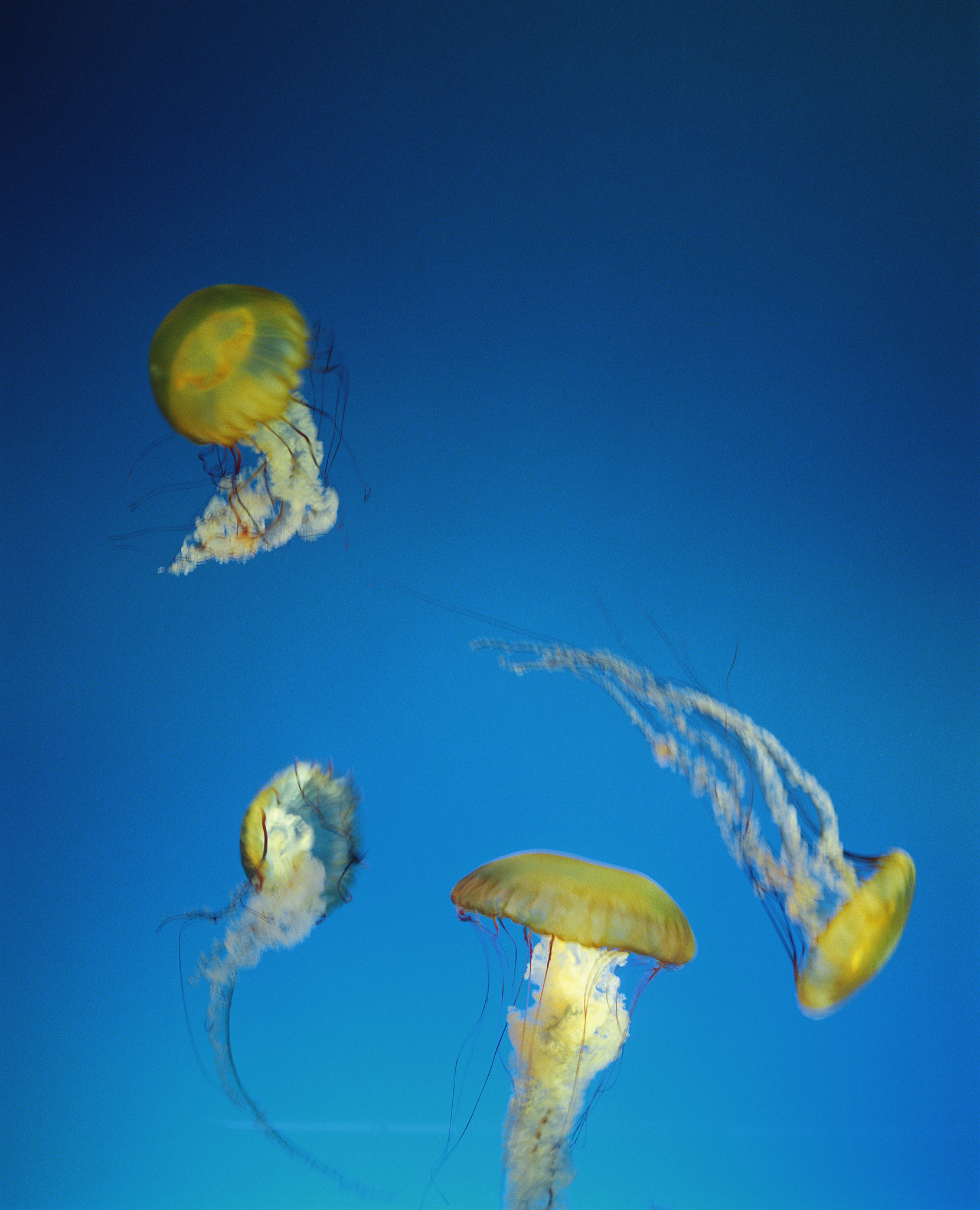水族馆,水母,水下,动物主题,加利福尼亚,垂直画幅