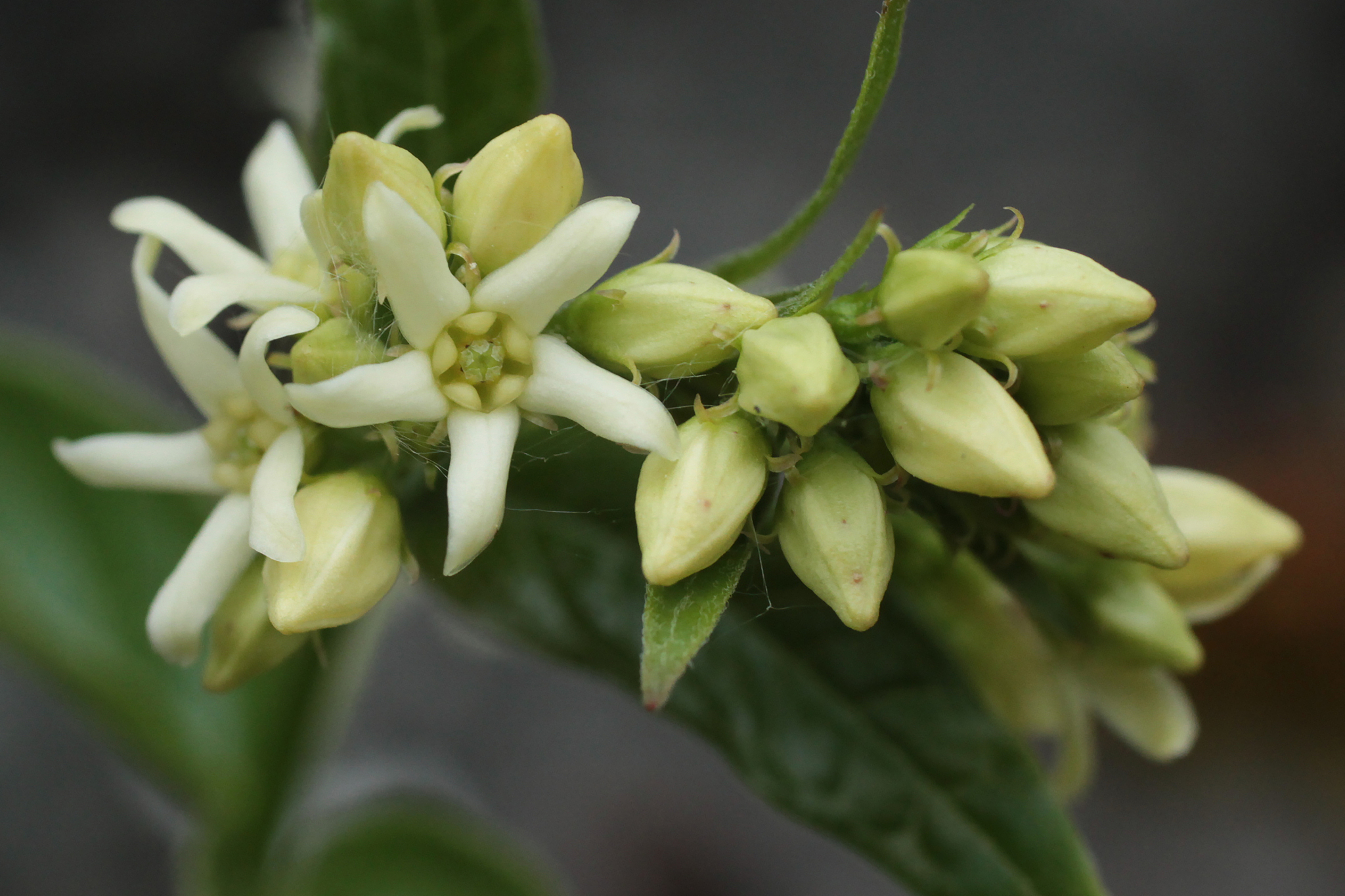 taming-venom (vincetoxicum hirundinaria)