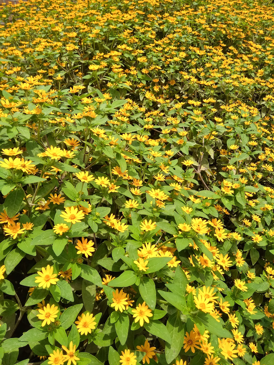 地涌金莲的种植技巧和养护方法