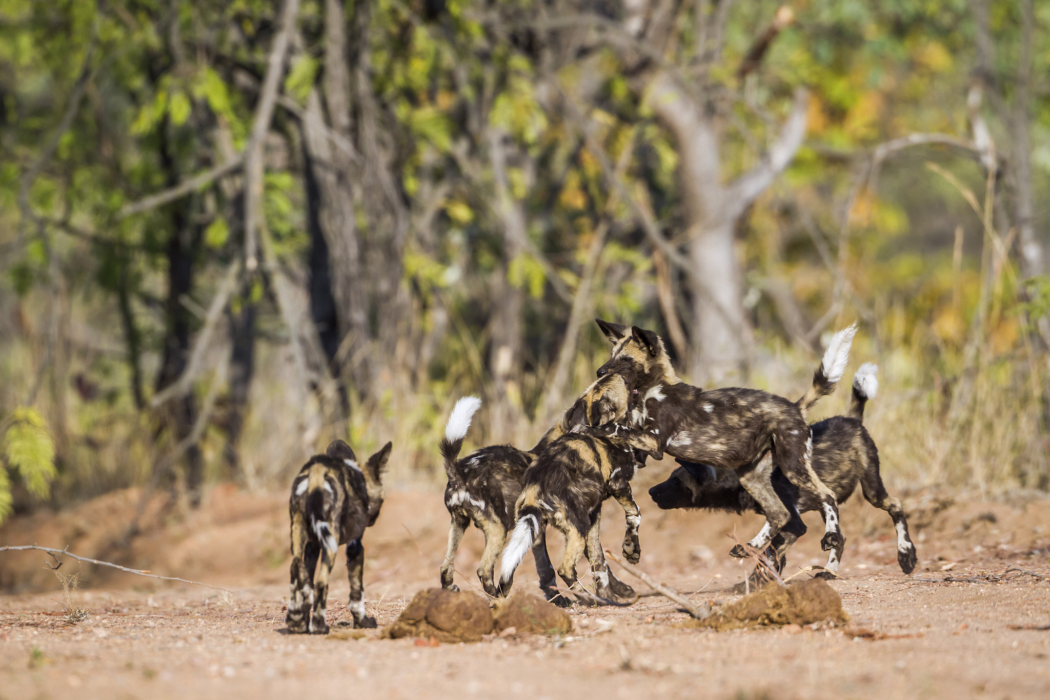 动物竞争的原因：生存和繁殖的斗争