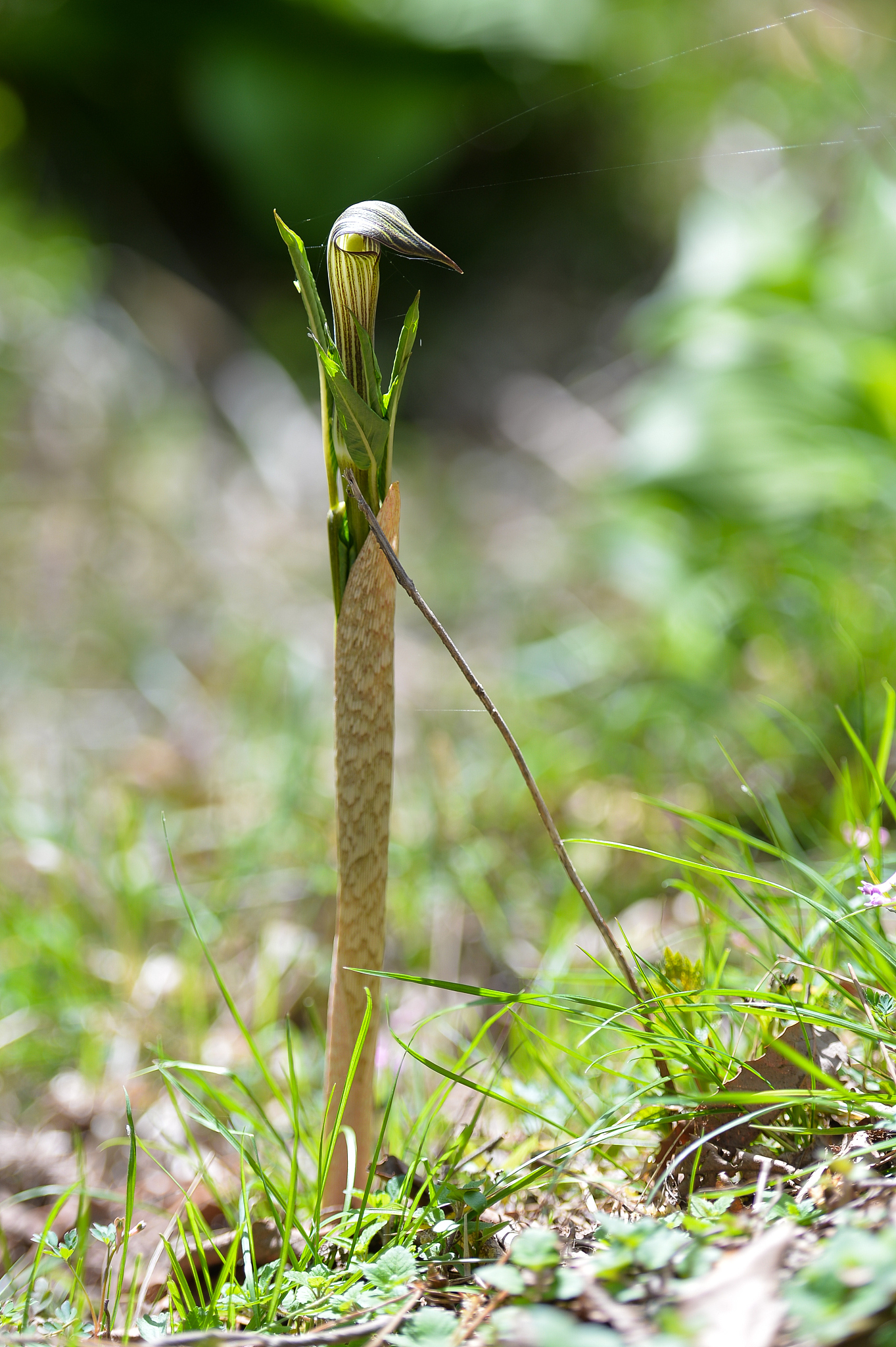 写雨后春笋的现代诗