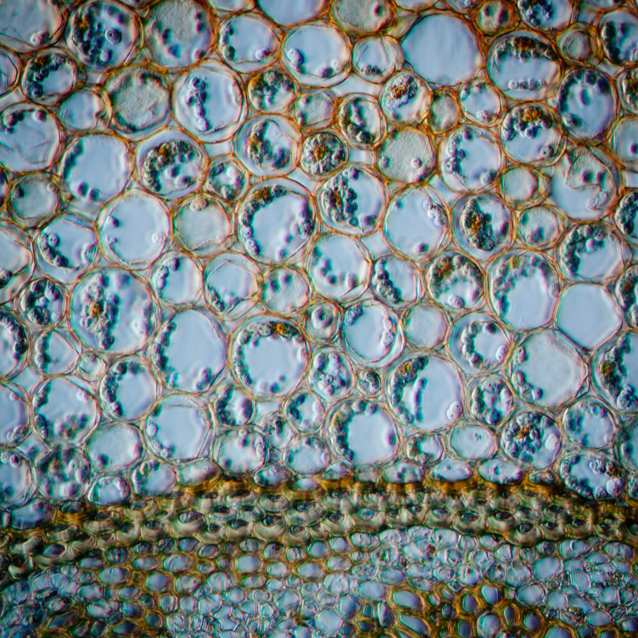 同义高级替换：during the grain filling stage