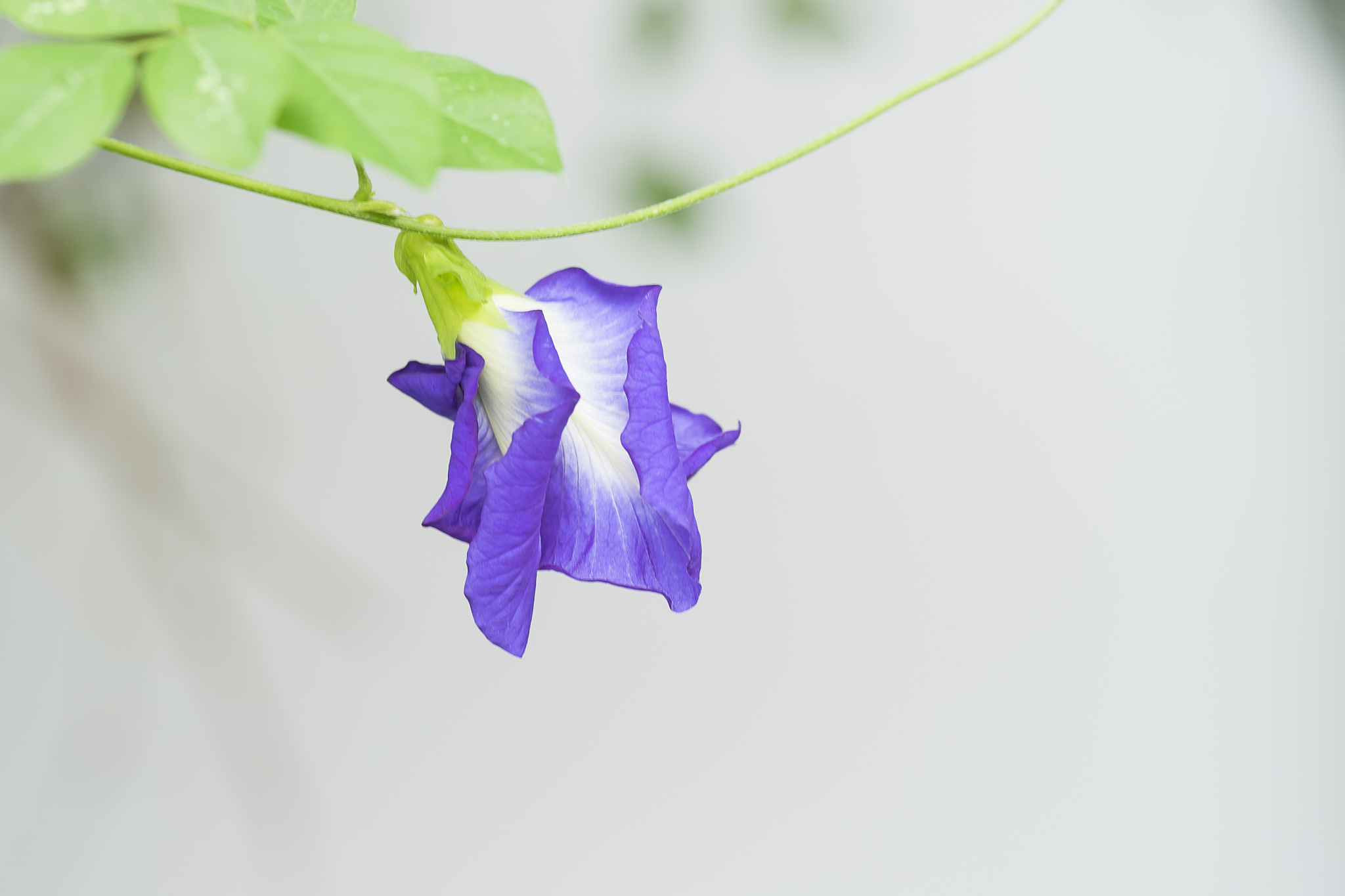 大自然中的植物染料备课教案 - 探索植物色彩的奥秘