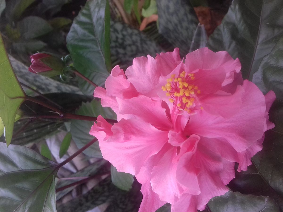 芙蓉花的花语和寓意：美丽、坚韧、高贵、清雅与纯洁