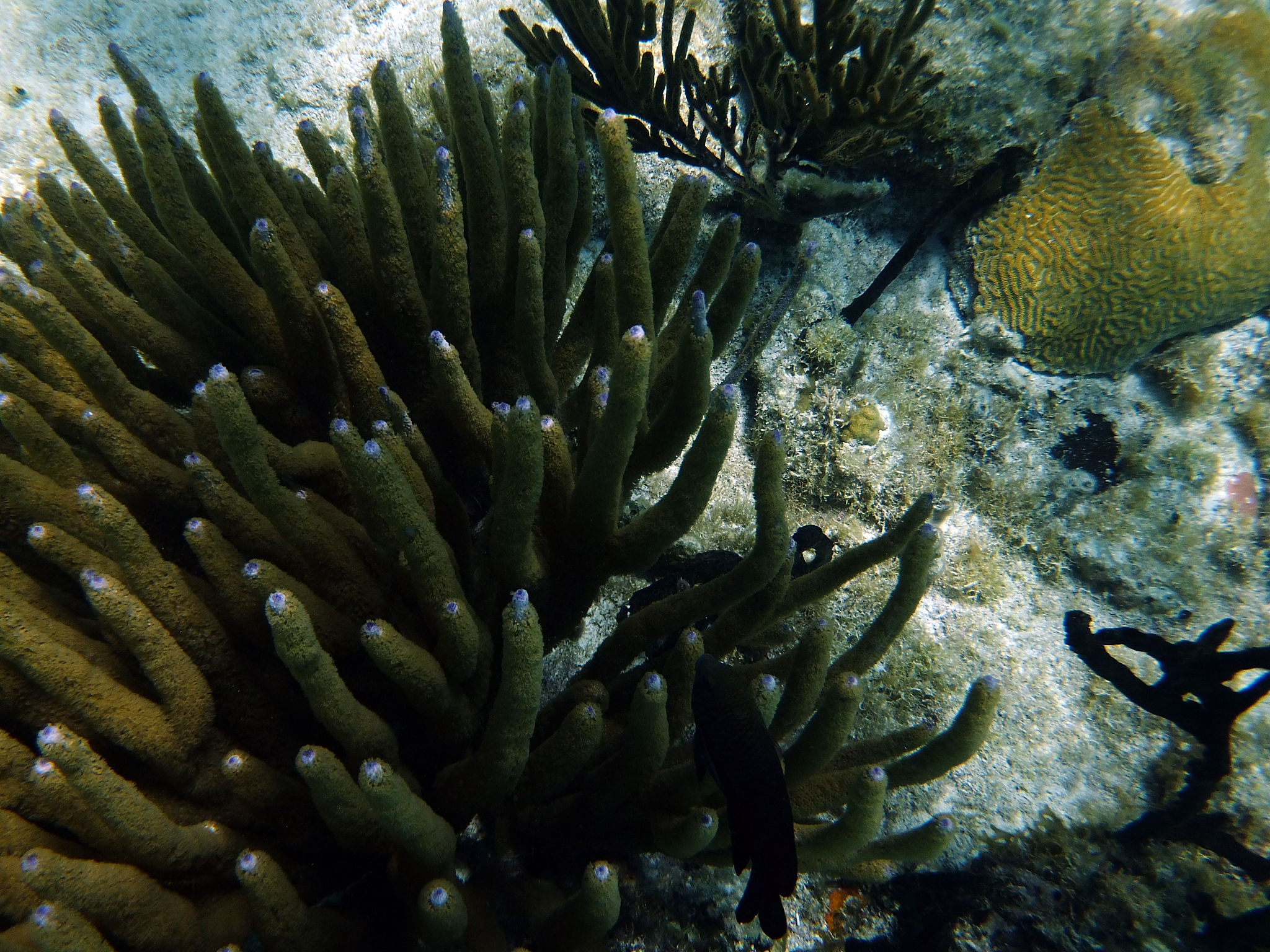 corals