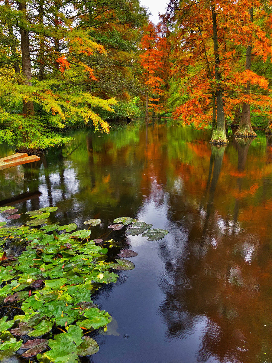 以彩色森林为主题写一篇50字的童诗