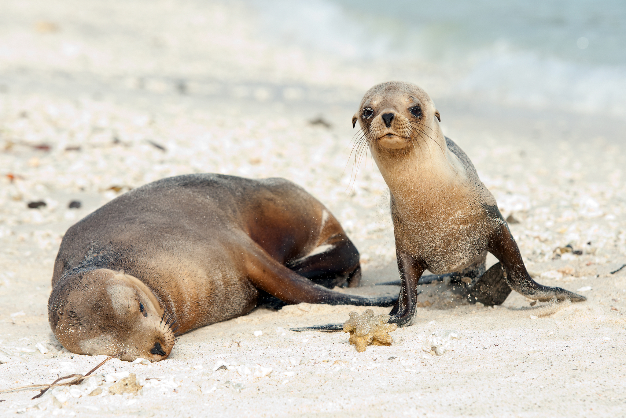 谁比乌龟还慢？探秘速度最慢的动物！