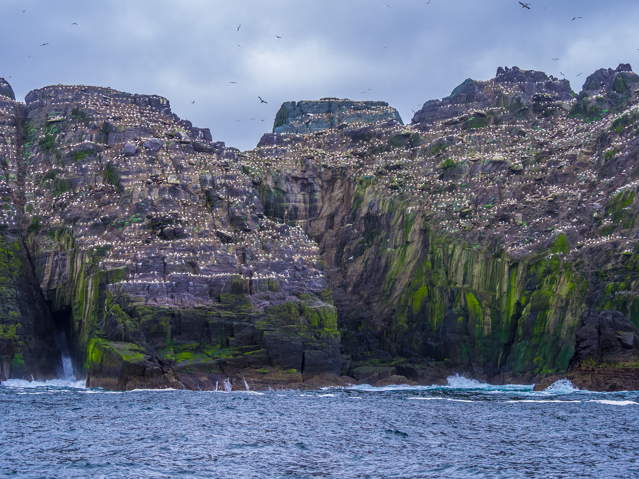 thousands of birds at puffin island - the skelligs