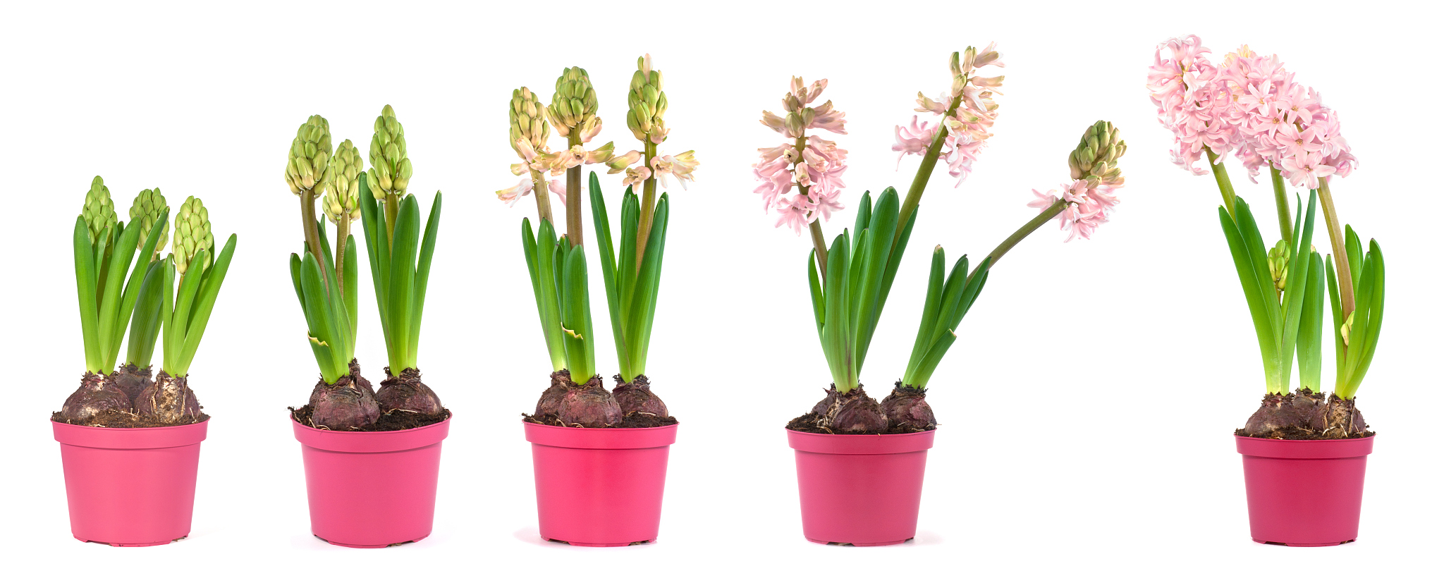 This means that if the plants produce reproductive biomass as late as possible during a specific time period the average S which refers to a measure of plant fitness per plant will increase Essentiall