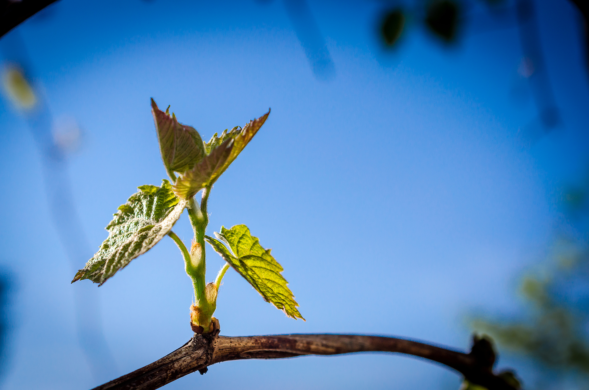 ppt取消了自动播放为什么还能播放 解决步骤帮我用200字详细描述