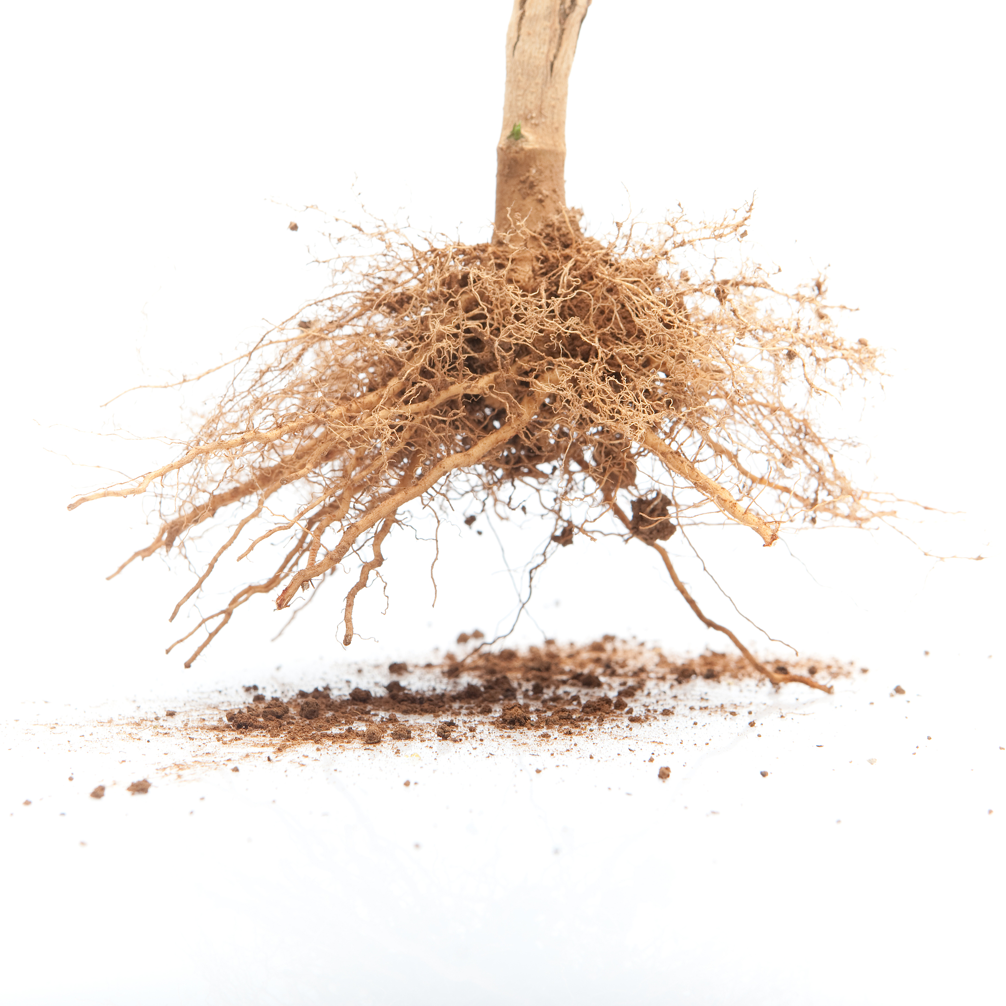 盖氏假单胞菌PG-9对苹果根系内生细菌OTU数量的影响