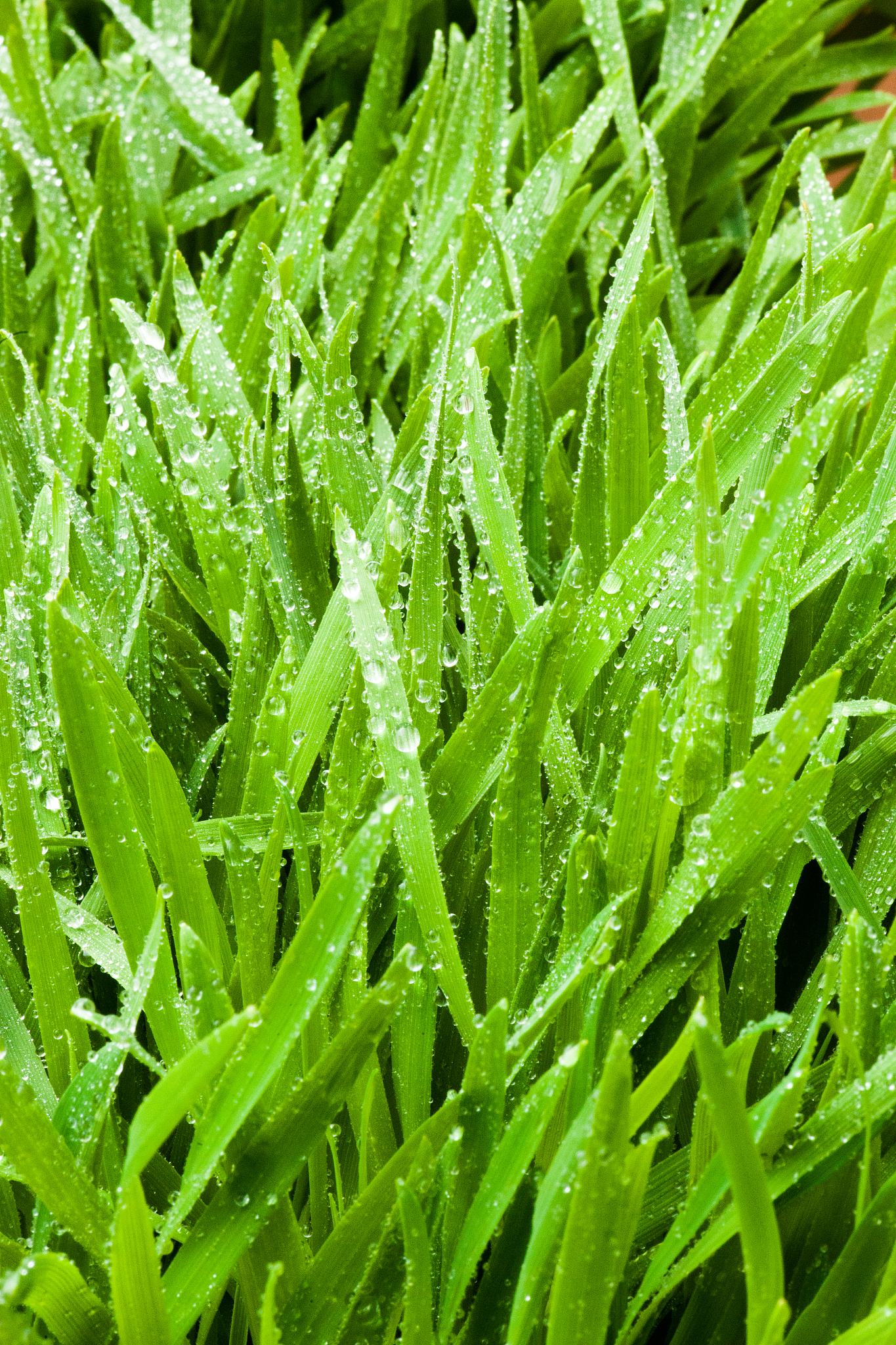 drop on grass