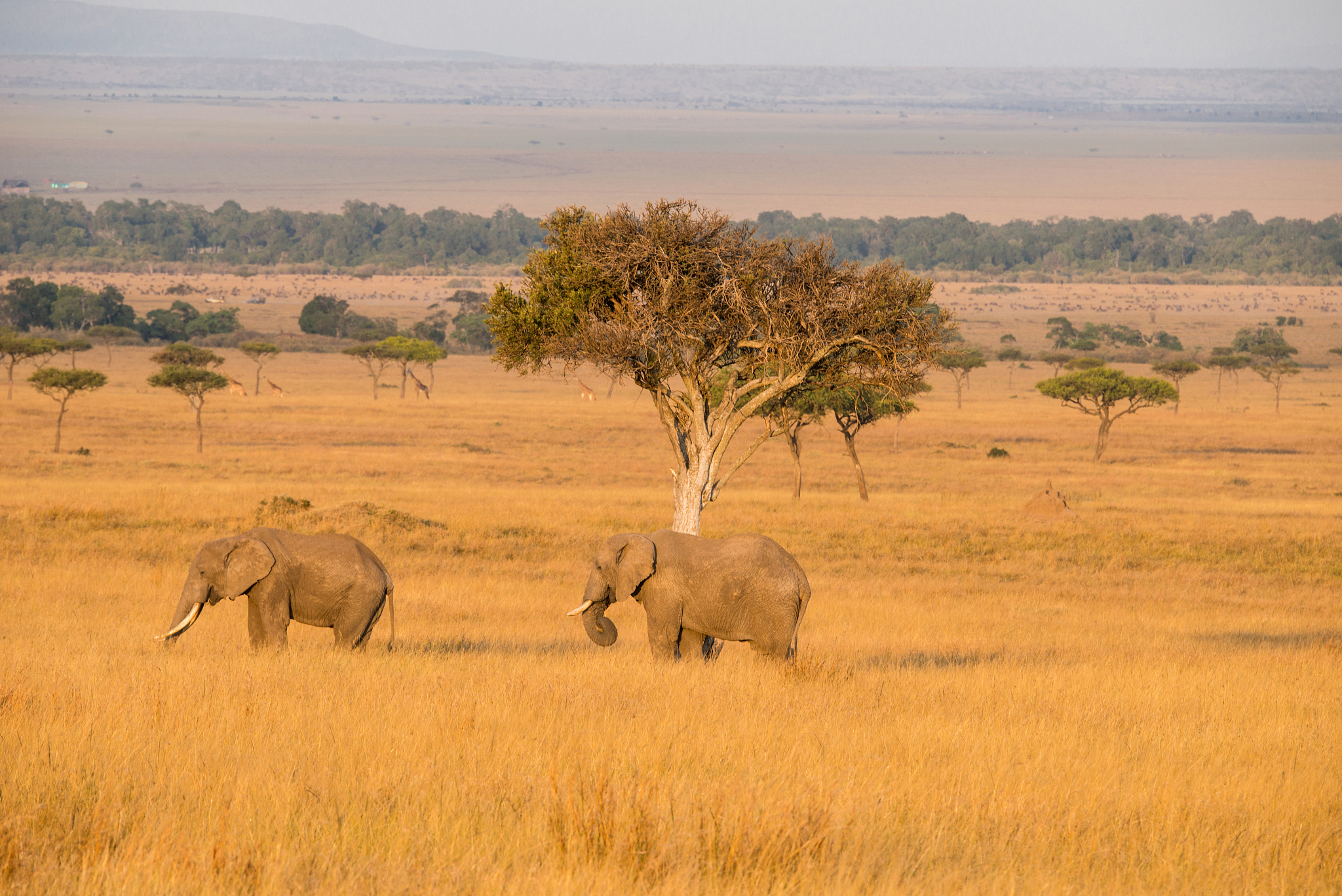 african elephant family on the prairie