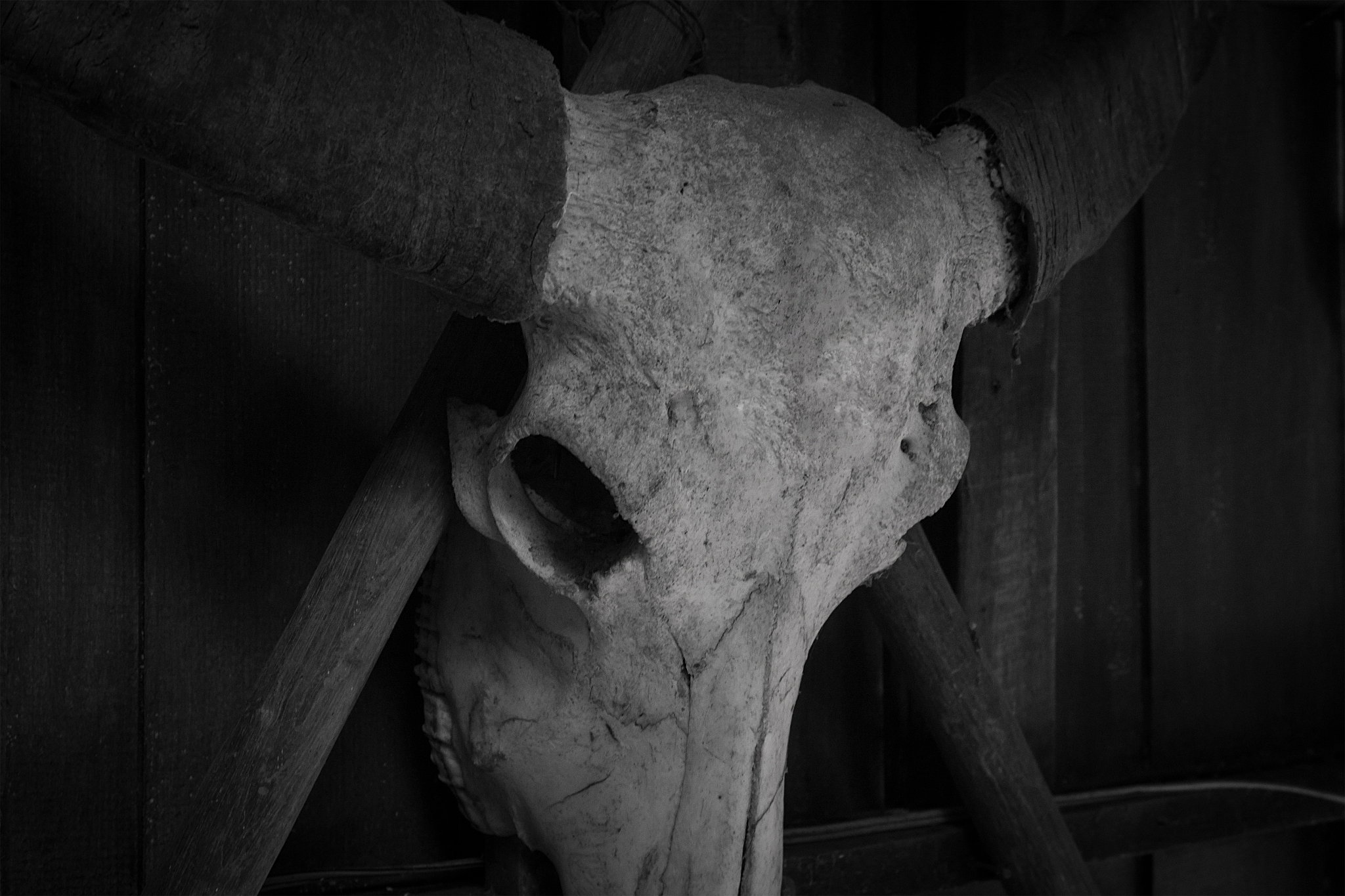 buffalo skull with horns animal black and white in the style of 