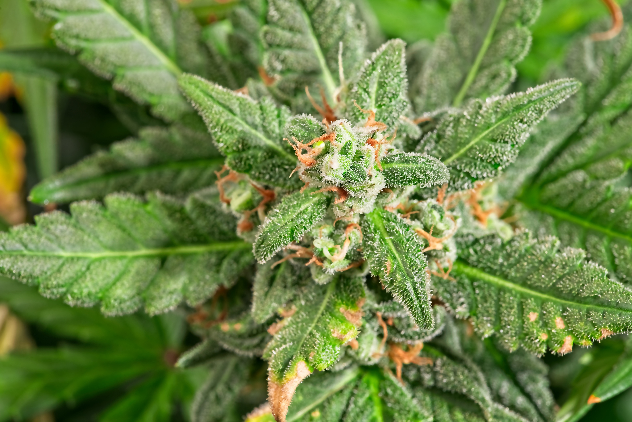 靖西职业技术学校2023年招生简章