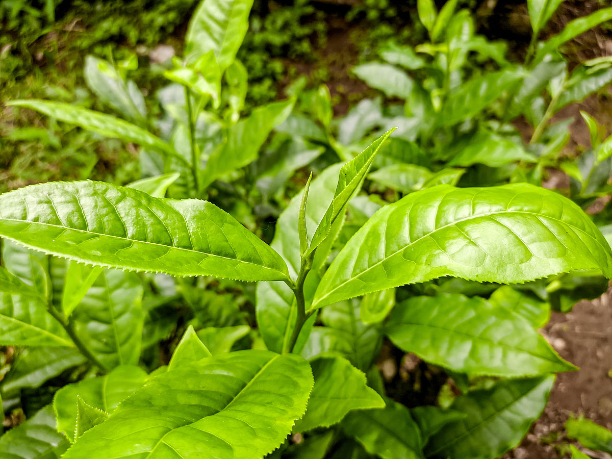 棠梨叶茶的功效，