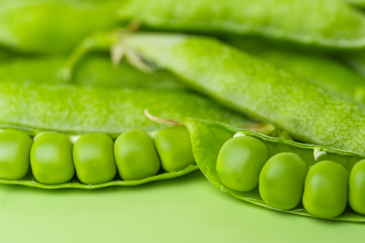 小豆豆长什么样？外观、颜色、生长特点全解析