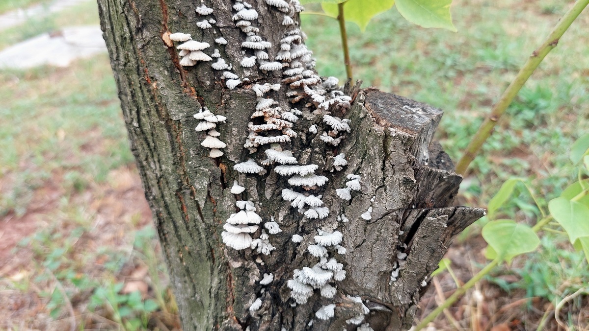 FUNGAL GENETICS AND BIOLOGY期刊研究范围详细介绍