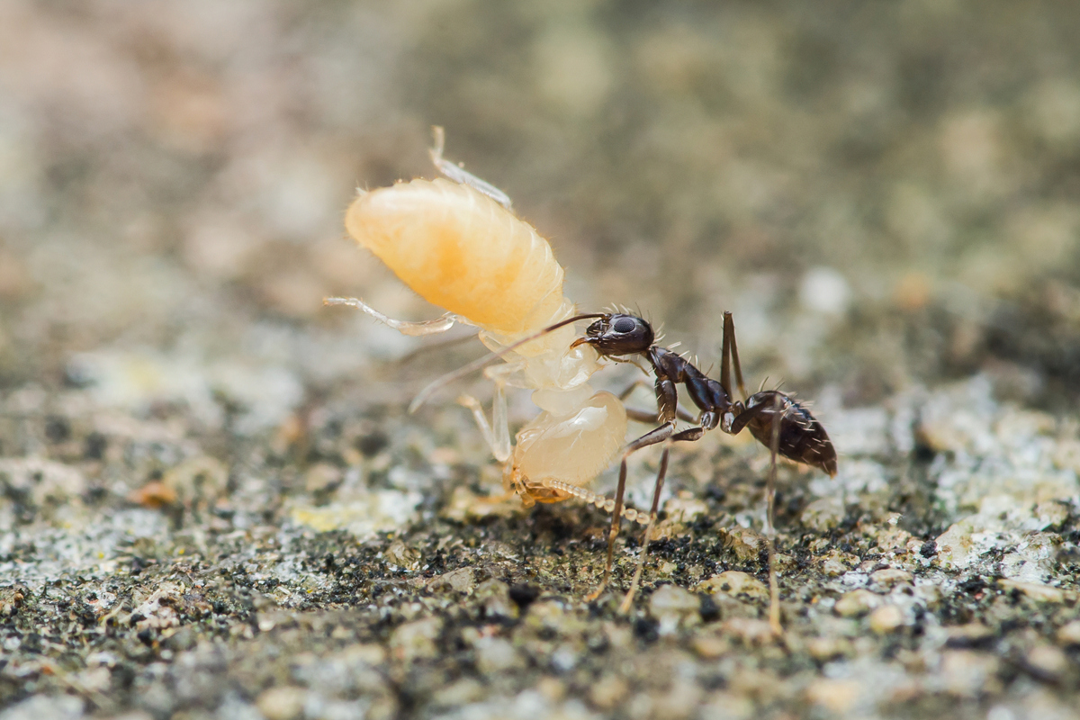 蚂蚁体追踪：揭秘蚂蚁社会的神秘面纱