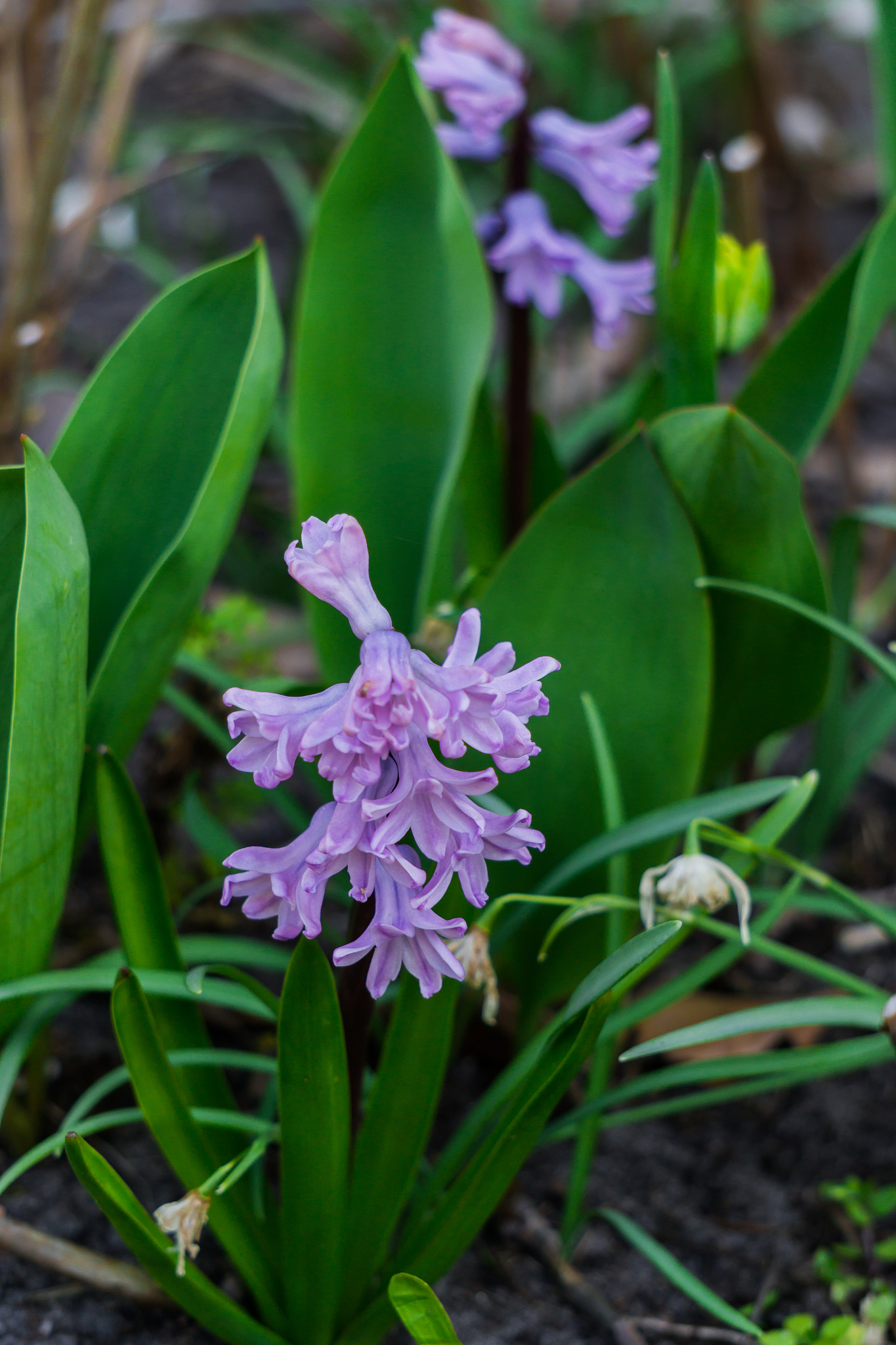 pink hyacinth flower with pink buds and green leaves.