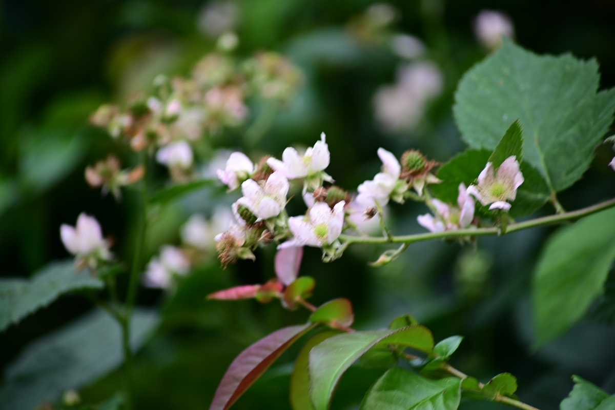 蛇莓花形态特征及花期介绍 - 你知道蛇莓花的功效吗？