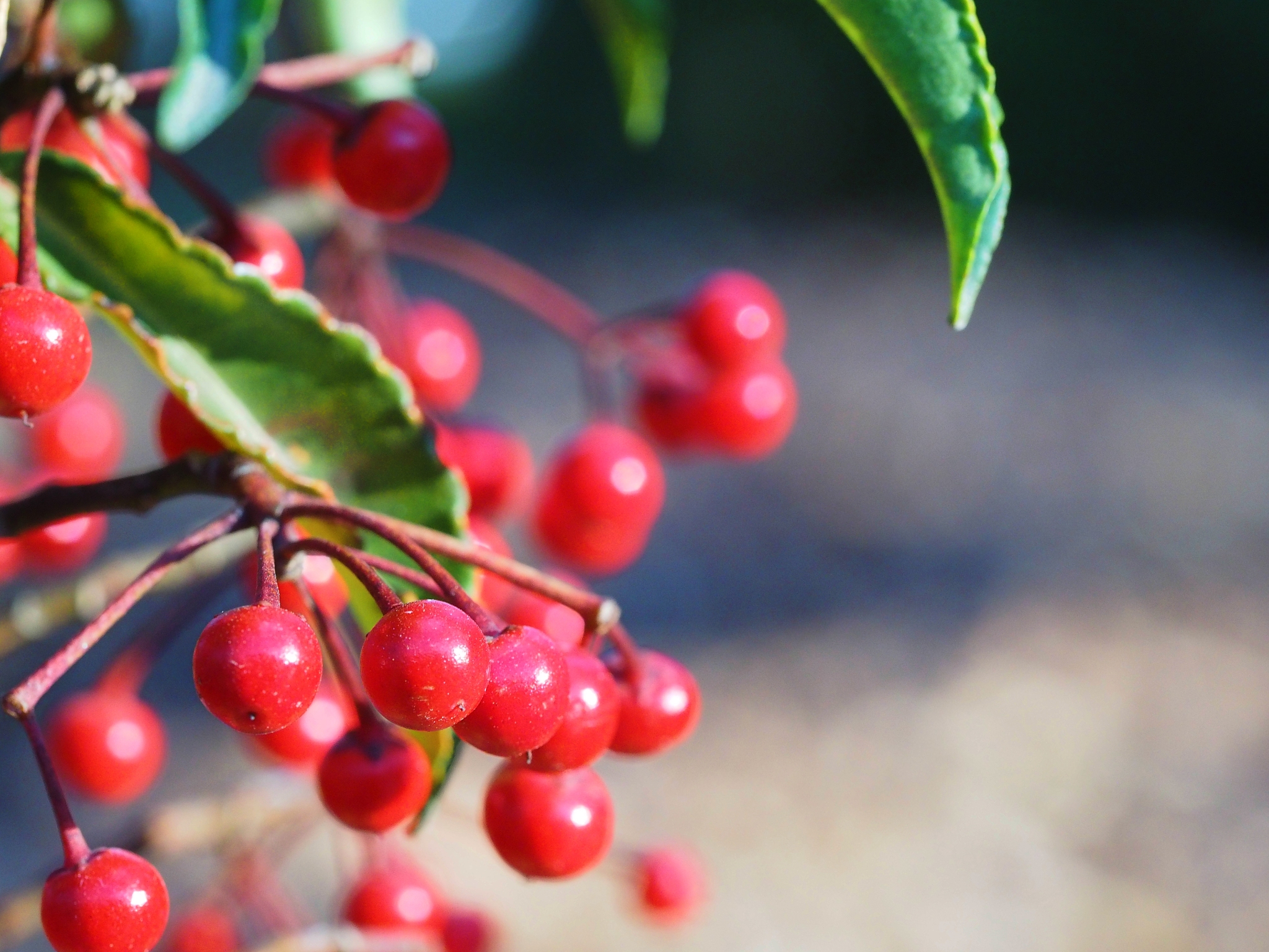 red fruits of coral bush called manryou in japanese