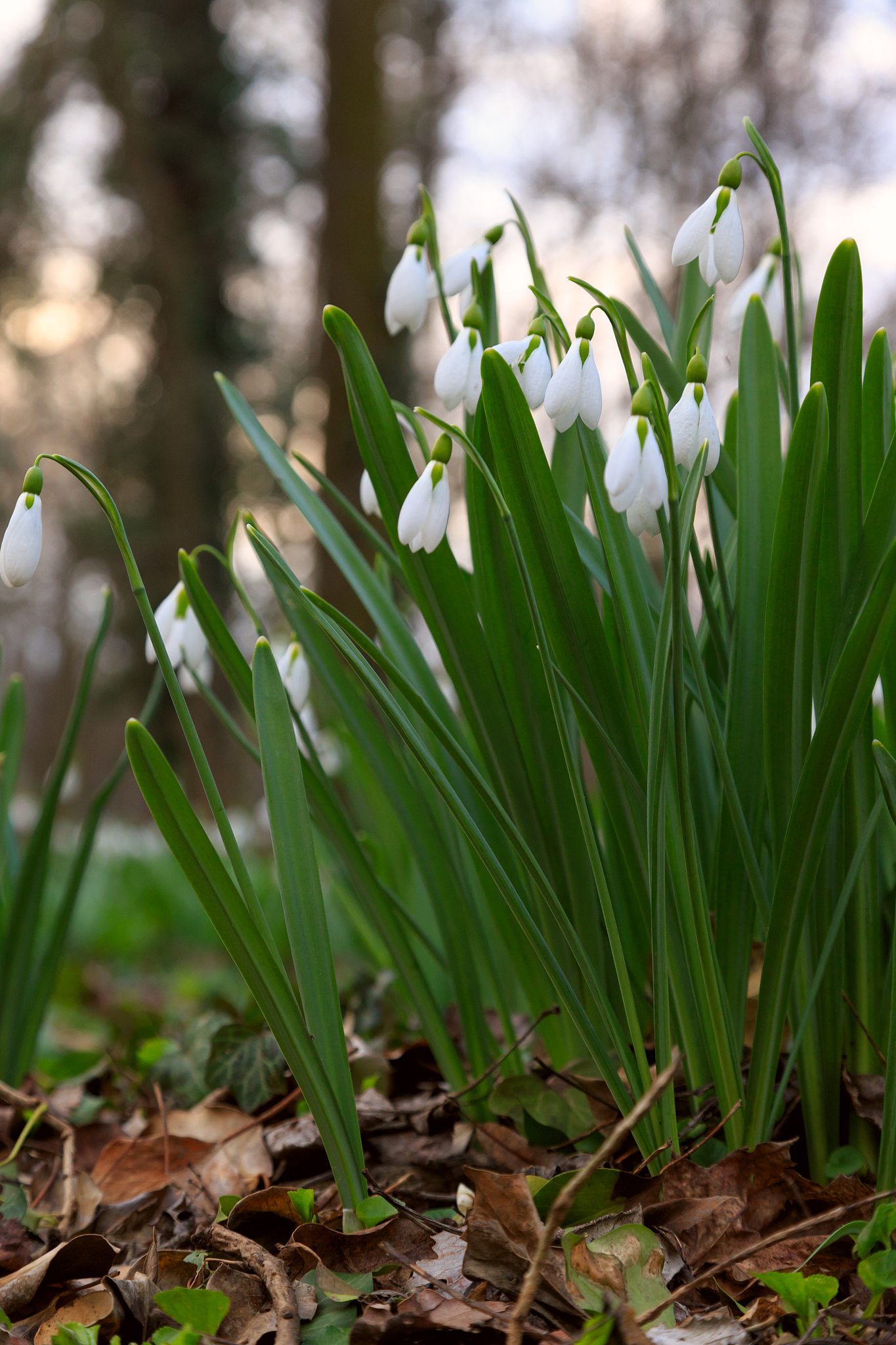 snowdrop, galanthus nivalis