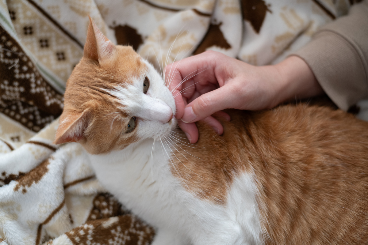 猫咪耳朵能摸吗？撸猫技巧大揭秘！