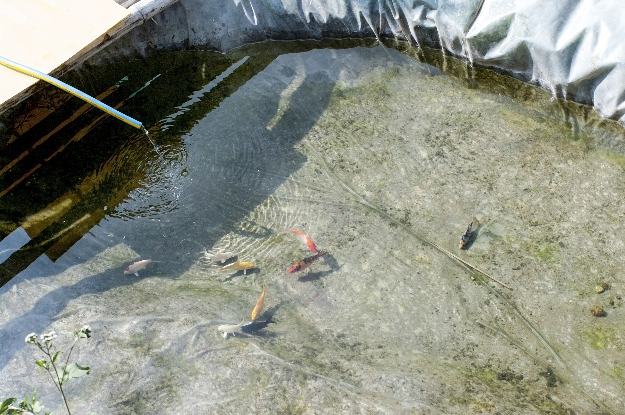 重庆鱼塘突现深坑，近2万斤观赏鱼消失，专家：系岩溶塌陷！