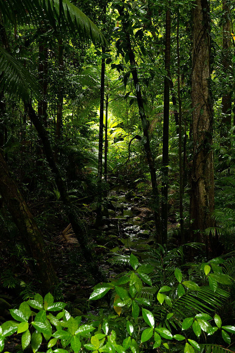 中国植被格局：分布区域及特点