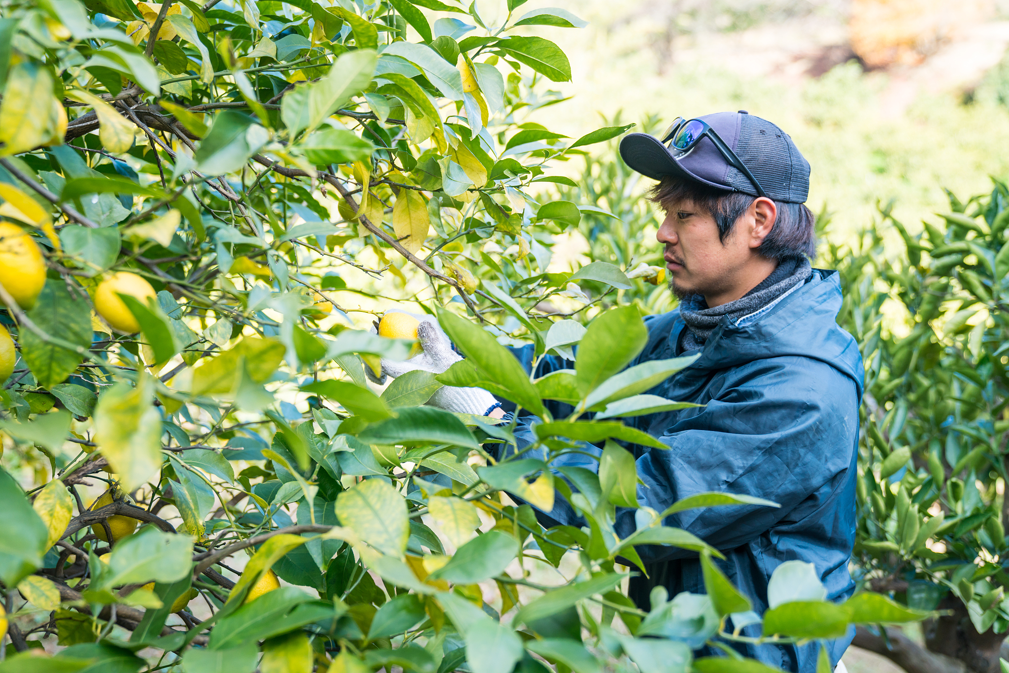 黑龙江农垦职业学院种子生产与经营专业专业可以选择哪些就业方向