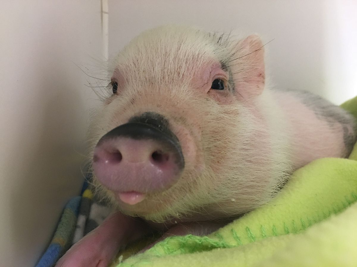 人物一 女 周扒皮 人物二 男一把手 人物三 女 真漂亮 人物四 男 日龙包 人物关系 一把手和真漂亮是兄妹关系 剧情一 一把手和日龙包喝酒喝醉了然后跟日龙包家的猪睡了一晚上 剧情二 第二天猪怀孕了 日龙包到处找一把手 以这个写一个搞笑段子