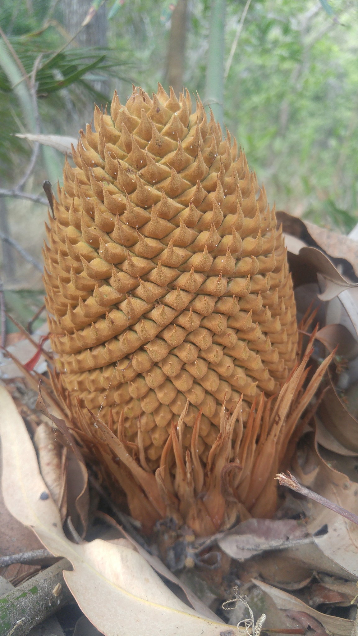 裸子植物特征：无花被、针叶、简单种子 | 植物学知识