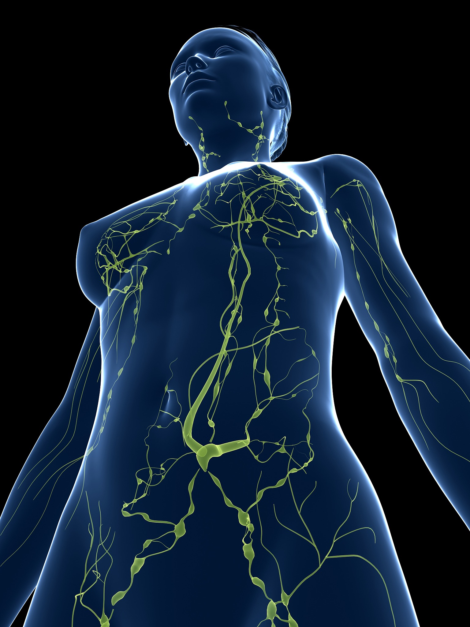 淋巴代谢：维护健康免疫的关键