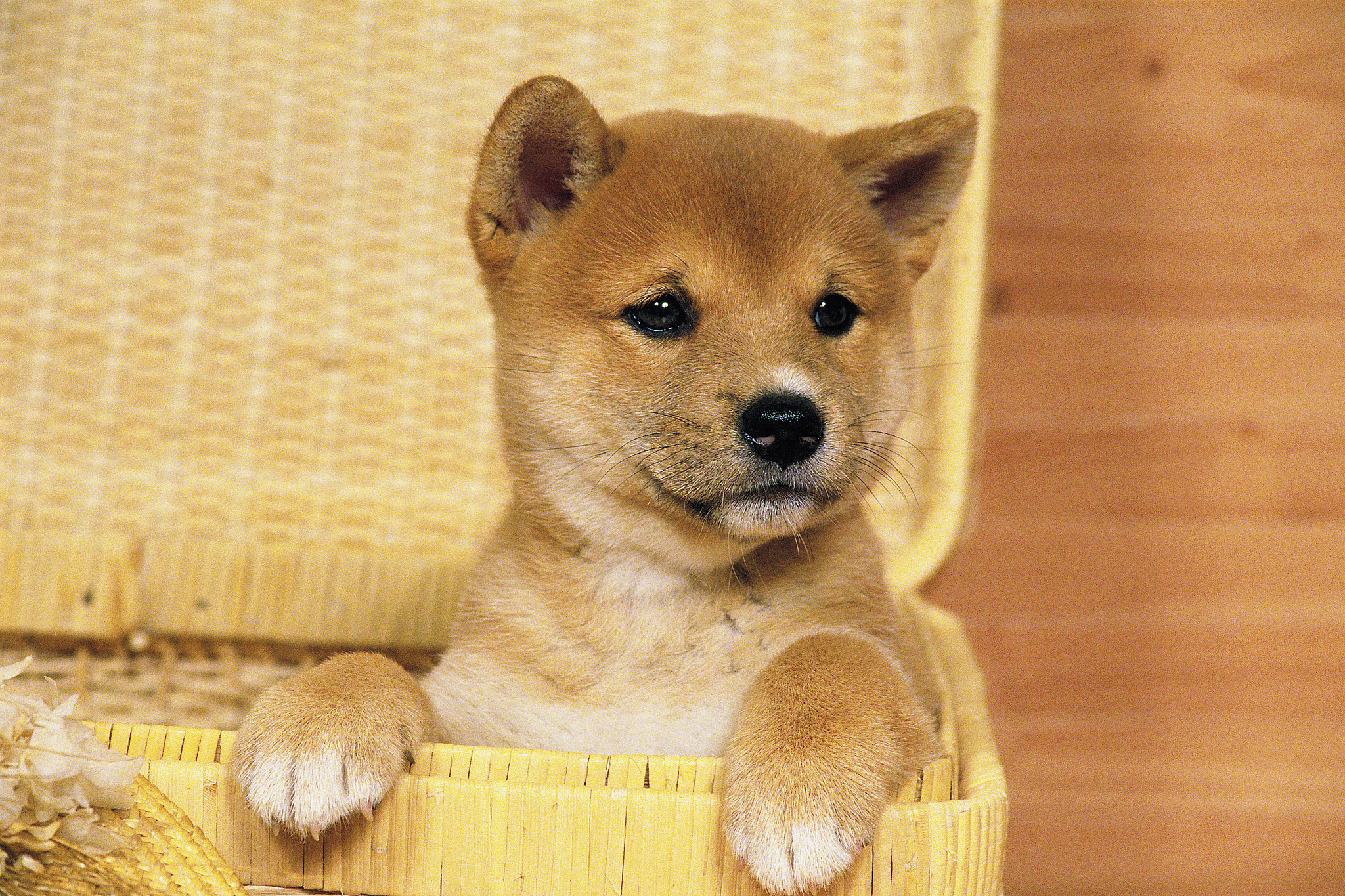 日本柴犬需要定期打狂犬育苗吗智力相当于多大的孩子