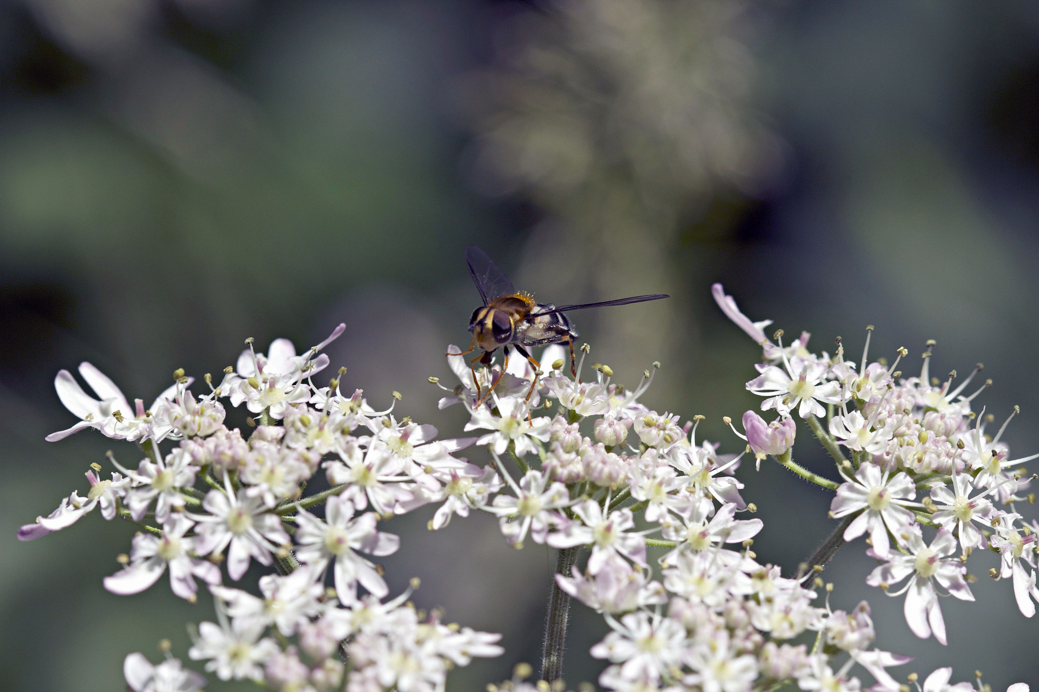 如何有效治理小家蚁？家庭除蚁方法大全