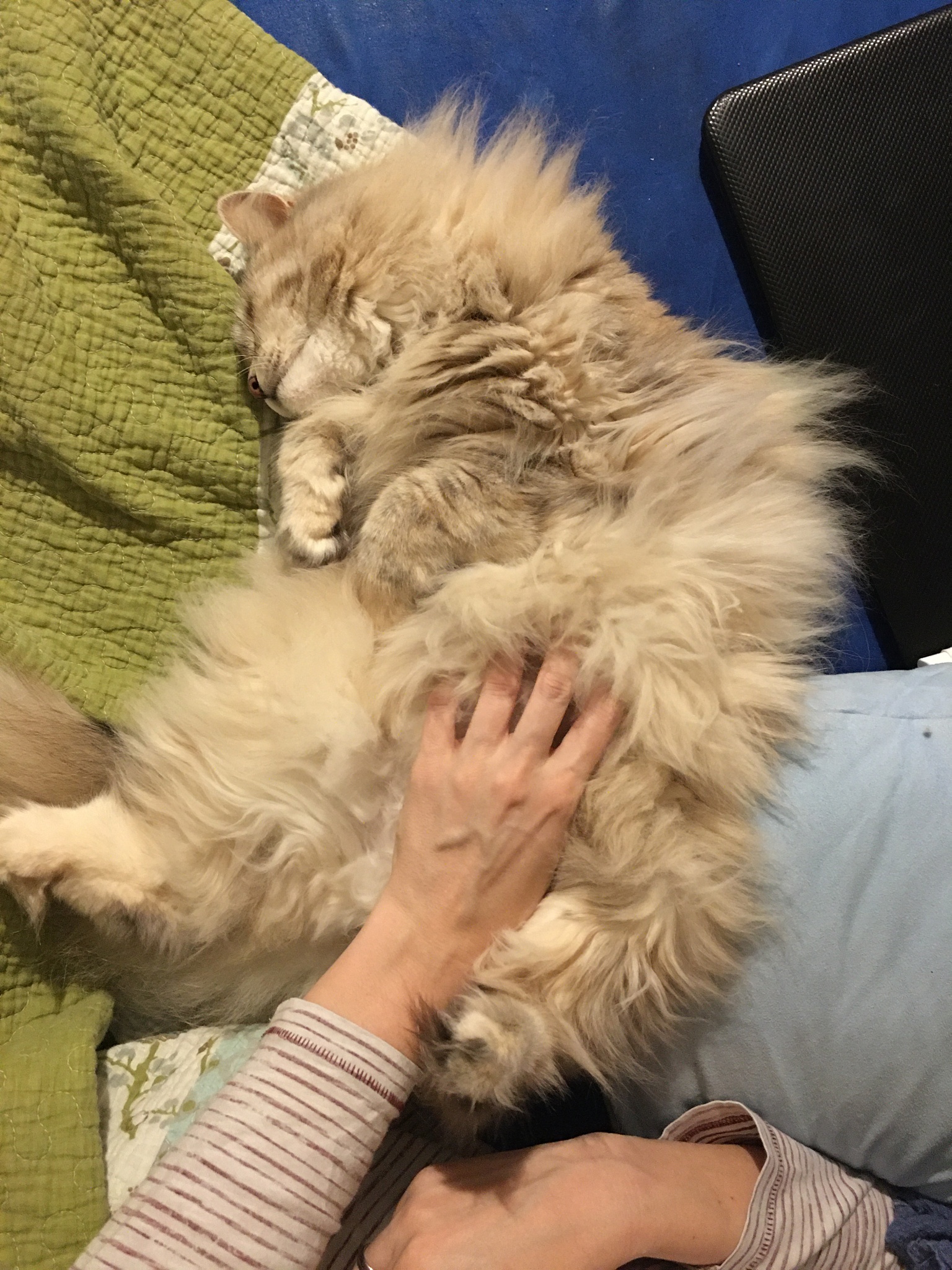 猫传腹治疗方法：症状、饮食、药物和病因