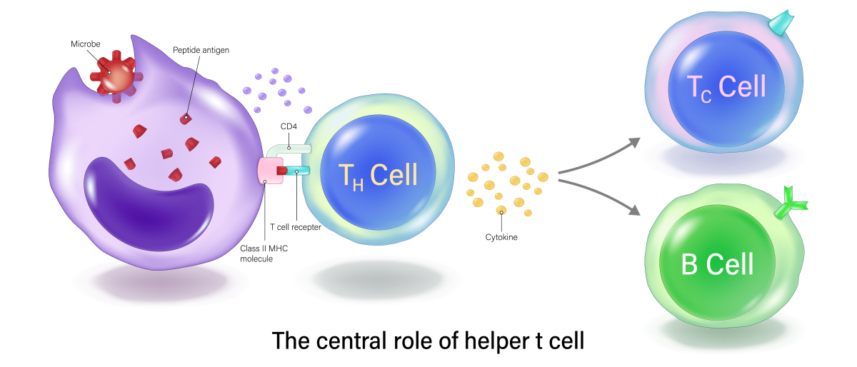 Solid Oxide Fuel Cell Performance with Coal Syngas Containing HCl: Impact of Temperature and HCl Concentration