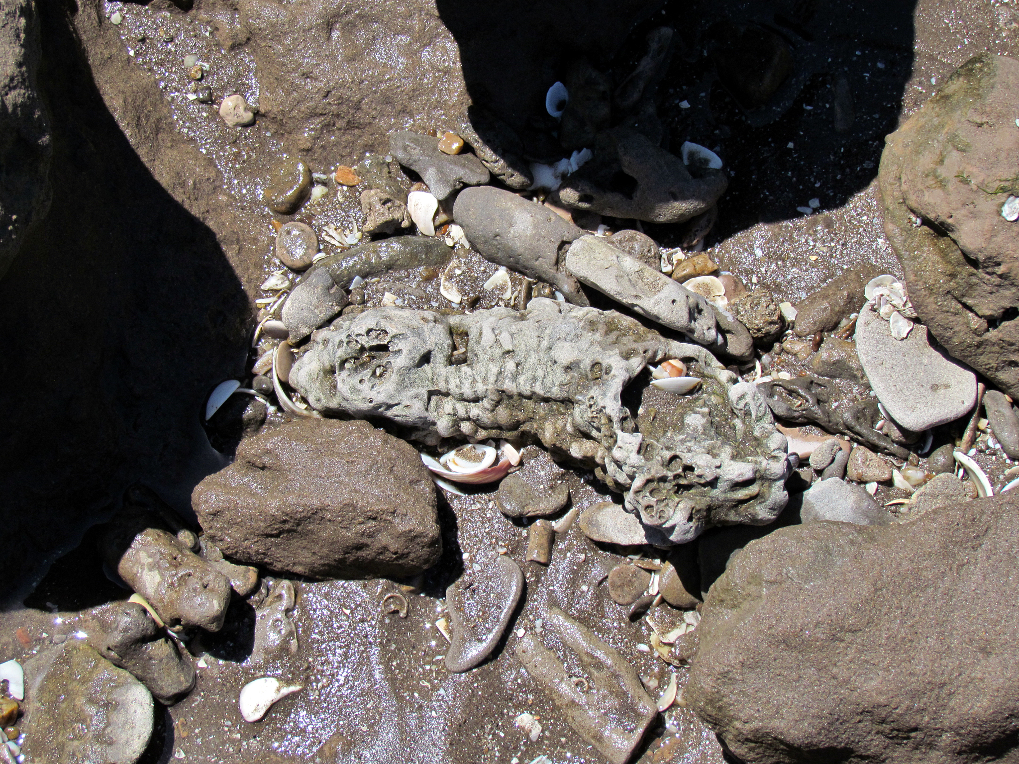 孑遗种存在的原因