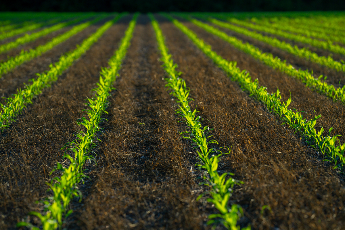 种玉米行距株距