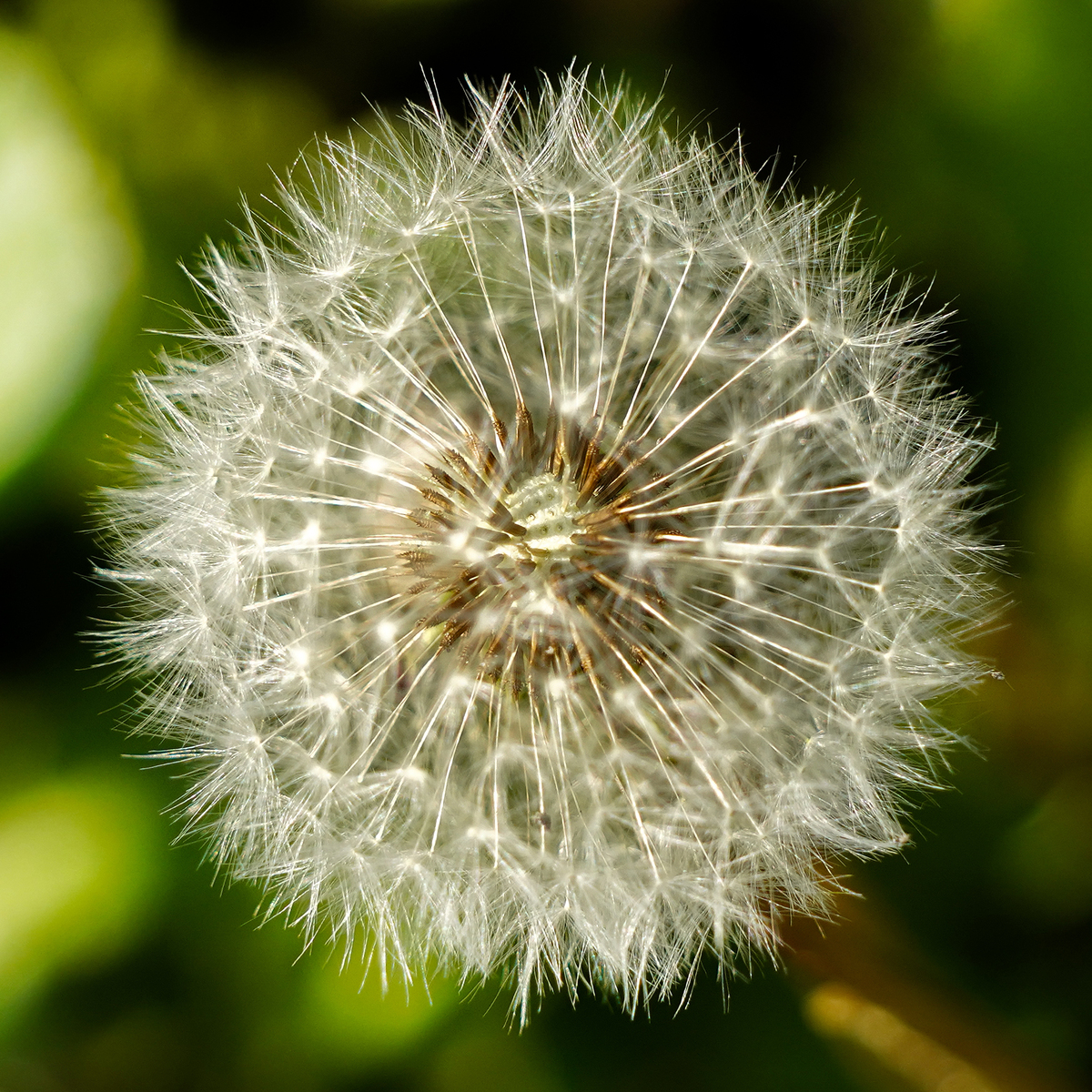 像蒲公英一样传播的物件：10种有传播属性的事物