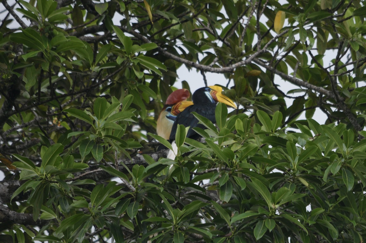 树形修剪对板栗生长及果实产量影响的实验研究