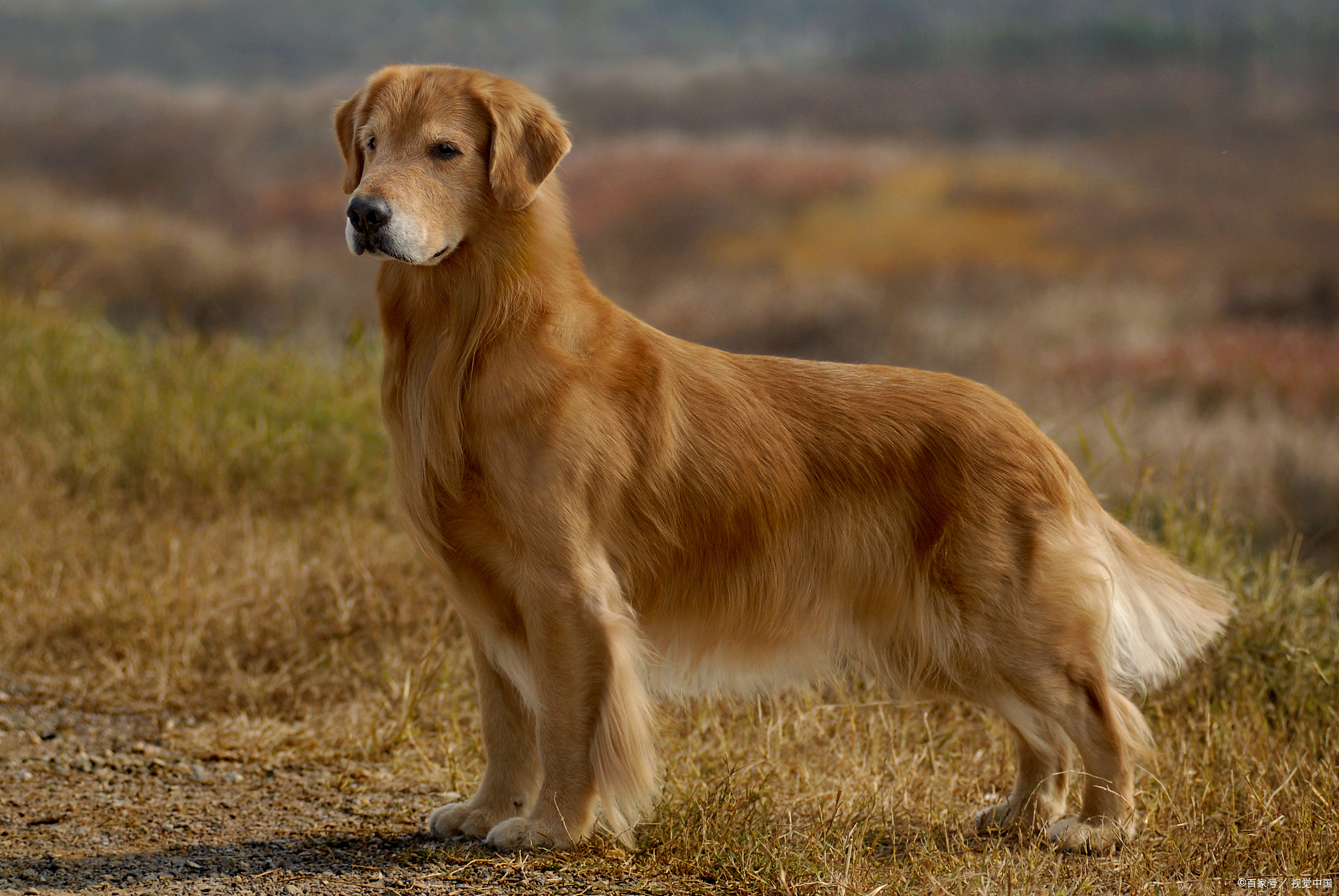 72种名犬图片及名字