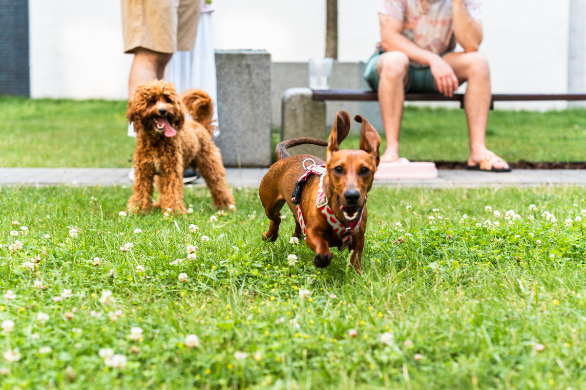 🐶让毛孩子秒变听话小天使！简单易学服从训练技巧